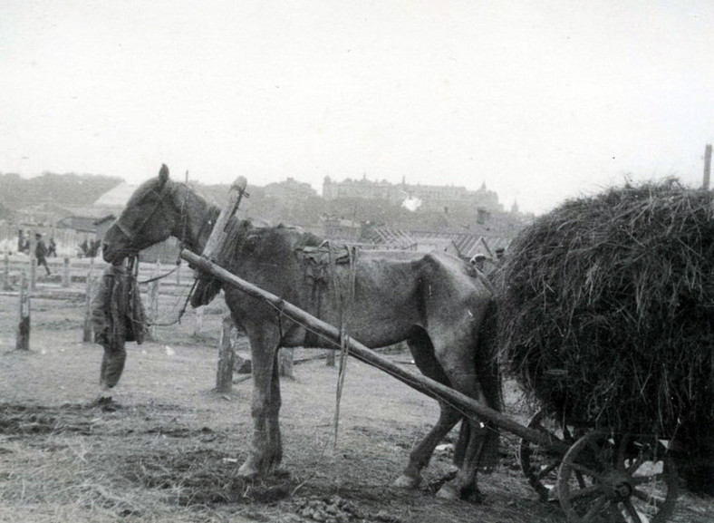 Skrajnie wychudzony koń na zdjęciu wykonanym w trakcie wielkiego głodu