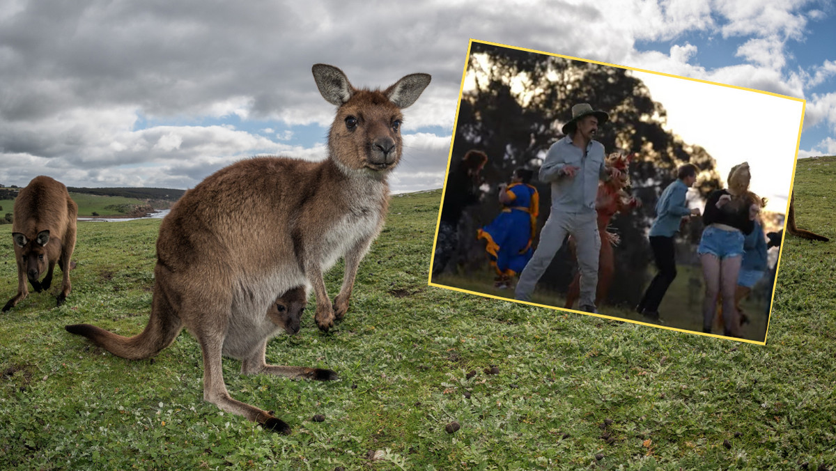 "Wytańcz swój doktorat". Brazylijski naukowiec używa tańca do wyjaśnienia zachowań kangurów