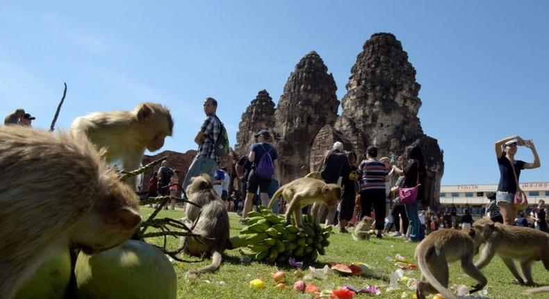 Macaques eat fruit at an ancient temple during the annual monkey buffet in Thailand's Lopburi province, north of Bangkok on November 27, 2016