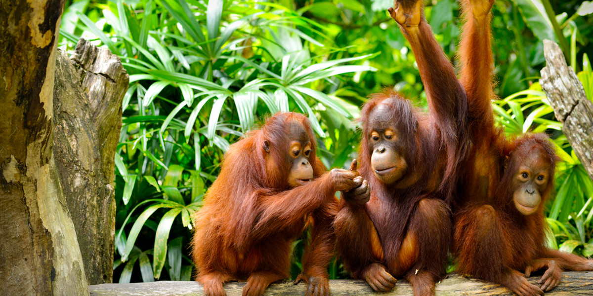 Według Greenpeace, 22 dostawców oleju palmowego dla Mondelez, od 2015 do 2017 roku zniszczyło 70 tys. hektarów lasów deszczowych, które były miejscem zamieszkania orangutanów