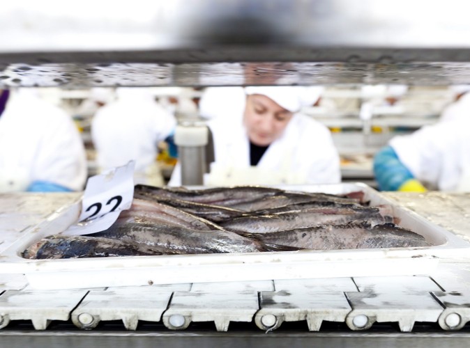 Przetwórnia rybna w Scheveningen