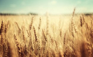 Ceny zbóż rosną. Susza budzi obawy o jakość tegorocznych zbiorów