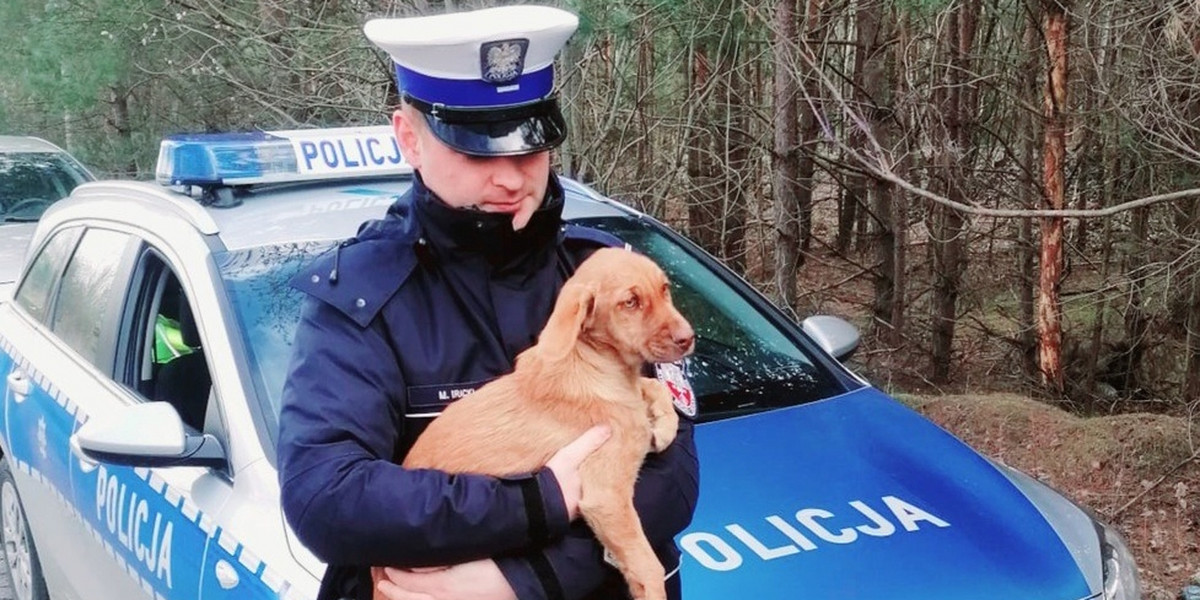 Policjanci uratowali porzuconego w lesie psa. 