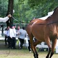 Aukcja Pride of Poland przyniosła prawie 1,6 mln euro 