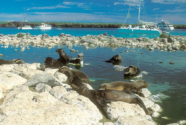 Galeria Ekwador - Wyspy Galapagos, obrazek 8