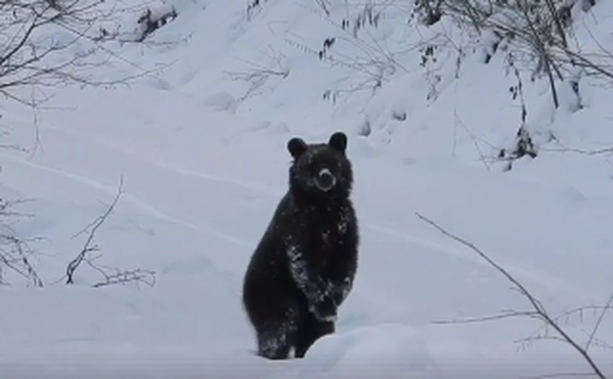 "Grzesiu", niedźwiedź