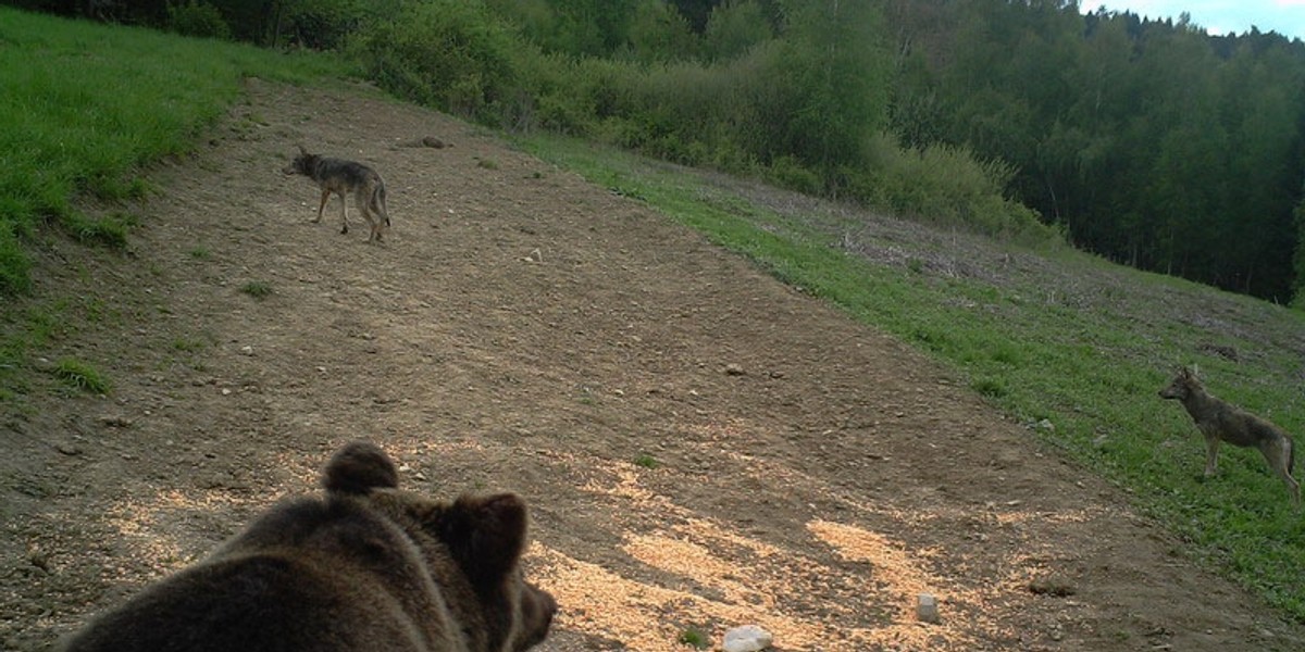 Chytry miś przegonił dwa wychudzone wilki 