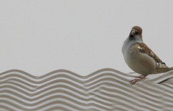 Najłatwiejszy QUIZ o polskich przysłowiach. Uzyskasz 8 na 8