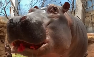 Arbuzowe love w zoo
