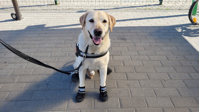 Napi cuki: cipővel védekeznek a vakvezető kutyusok a forróságban – fotók