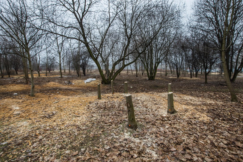 Ruszają prace w przyszłym Parku Rataje