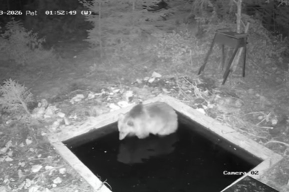 (VIDEO) HIT NA INTERNETU Zgodni KRZNENI DASA snimljen na Jadovniku kako uživa u "SPA TRETMANU"