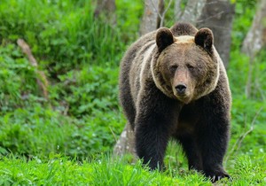 Većina poljskih mrkih medveda živi u jugoistočnom regionu Bješčadi (arhivska fotografija) | Foto: AFP via Getty Images