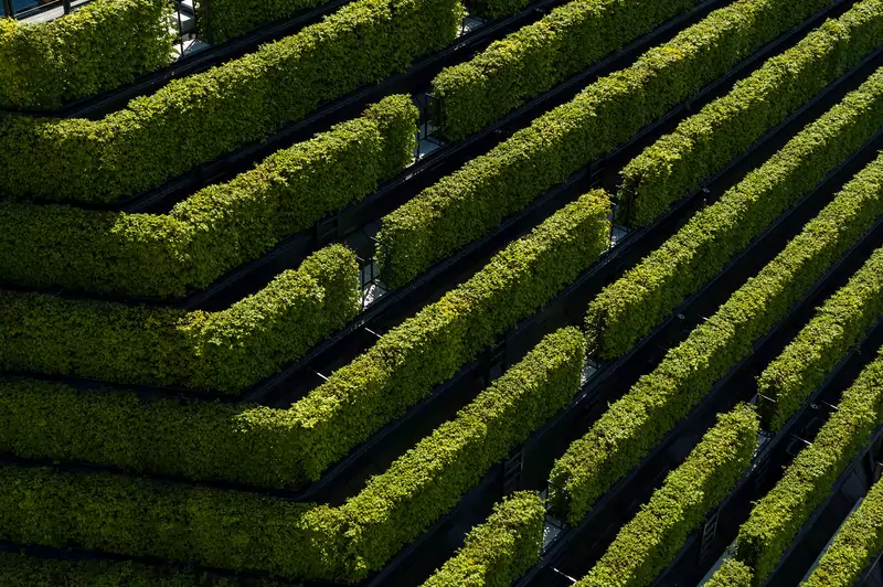 Biurowiec Kö-Bogen II porasta 30 tys. roślin. To największa zielona fasada w Europie