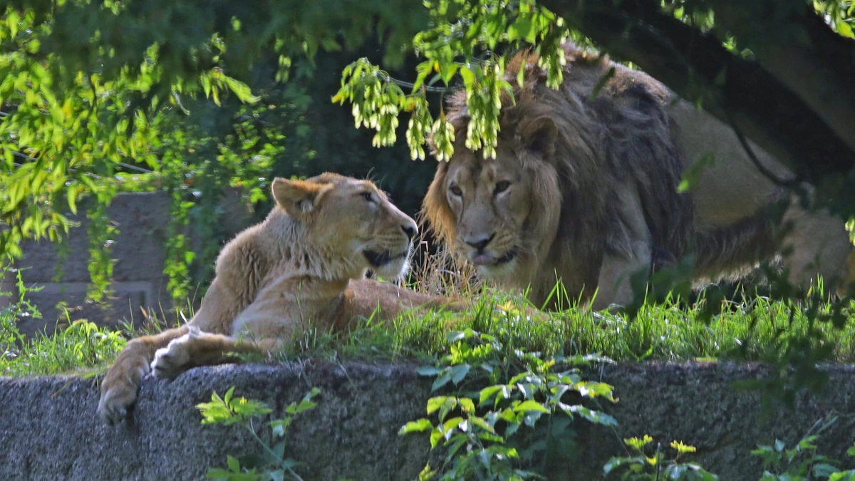 To Loki i Shiva z ZOO w Łodzi. Będzie rodzina lwów azjatyckich? Jest nadzieja, bo samiec kruszy lody... - Vimarsana News