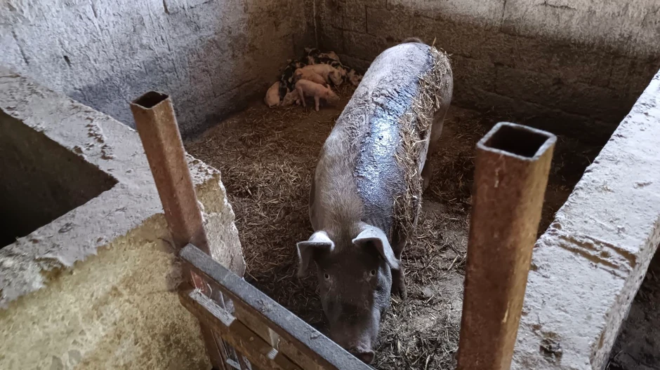 Svinja koja je napala Snežanu