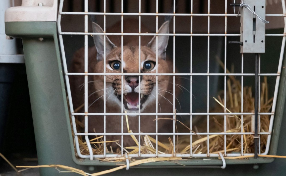 Jeden z dwóch karakali ewakuowanych z azylu położonego niedaleko Kijowa przybył do ogrodu zoologicznego w Poznaniu