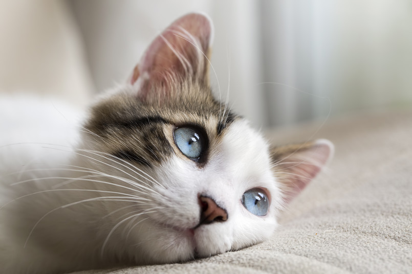 Kot z niebieskimi oczami