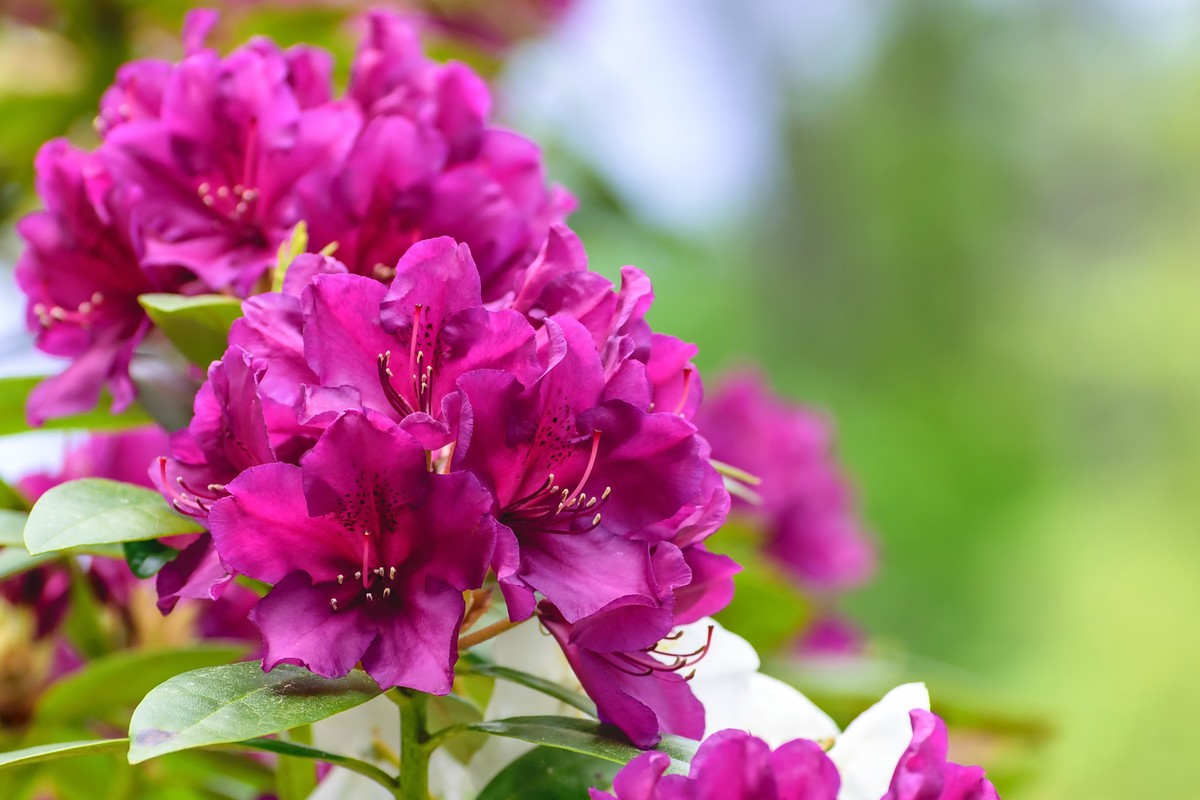 Nawożenie rododendronów. Kiedy i czym nawozić rododendrony? Jaki jest najlepszy nawóz do rododendronów?