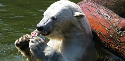 Misie tęsknią za śniegiem