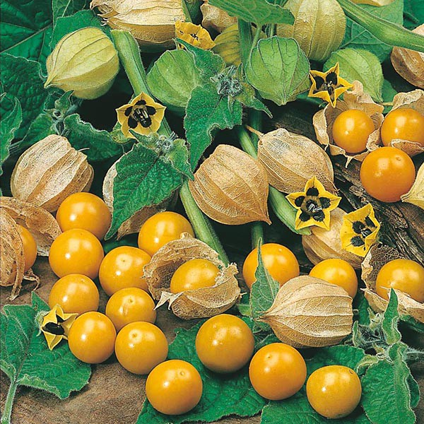 Health benefits of golden berries, cape gooseberries | Pulselive Kenya