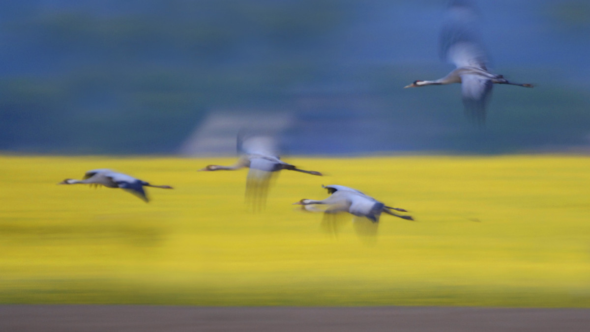 Wycieczki rowerowe, ptasi piknik, opowieści o przyrodzie i inne atrakcje czekają na uczestników tegorocznych Europejskich Dni Ptaków, które odbędą się w pierwszy weekend października. Symbolem tegorocznych Europejskich Dni Ptaków jest żuraw - informuje OTOP.