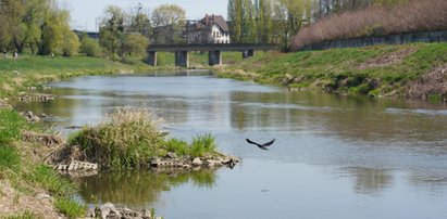 Susza gorsza od koronawirusa! Nadciąga drożyzna, ostrzegają śląscy rolnicy