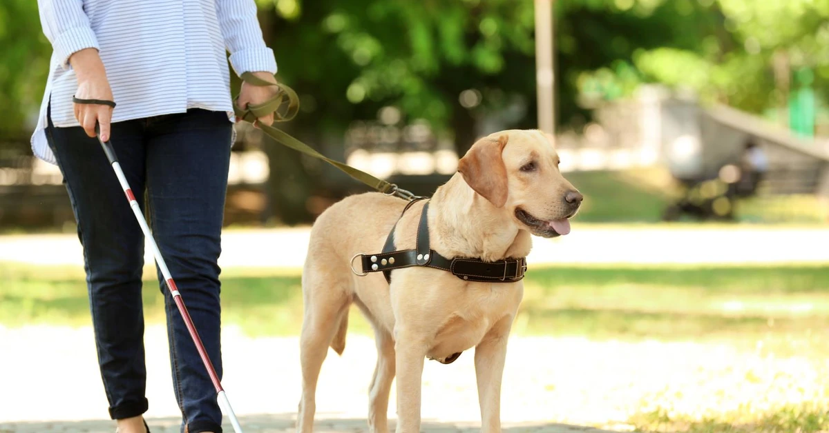 Problemy z system zgłaszania psów asystujących przed lotem. Apel RPO