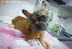 Popularna influencerka zagłodziła psa na śmierć. Wraz z partnerem usłyszeli wyrok. "To nie są ludzie"