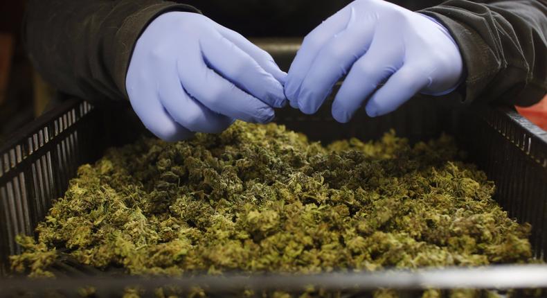 An employee sorting freshly harvested cannabis buds at a medical-marijuana plantation in northern Israel on March 21.