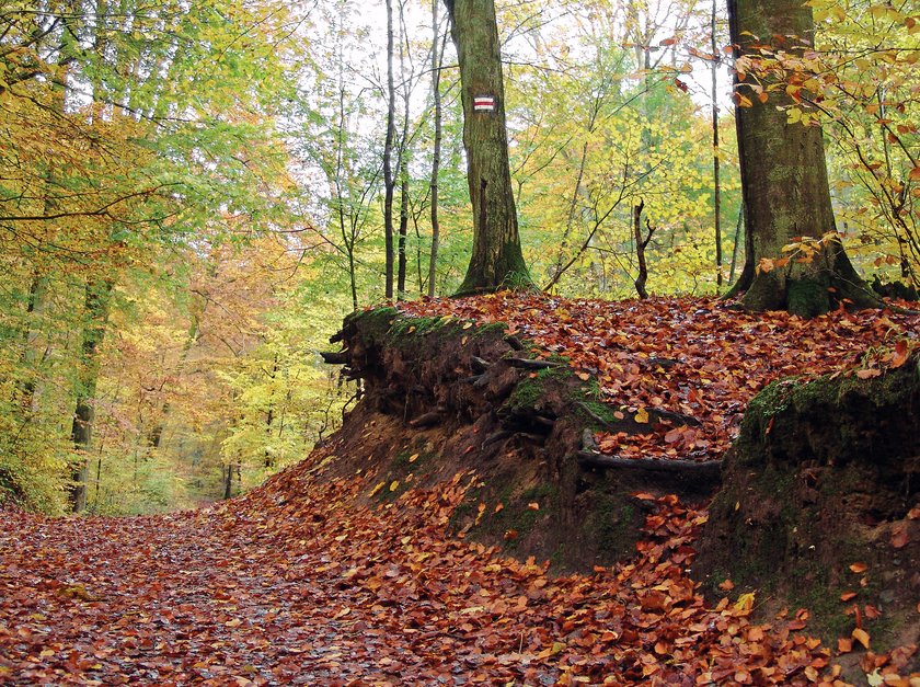 Park Bażantarnia