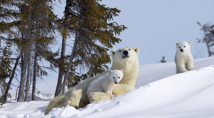 Jegesmedvék ébrednek a téli álomból