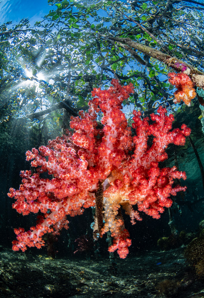 Zwycięzcy 8. Konkursu Fotografii Podwodnej Ocean Art 2019