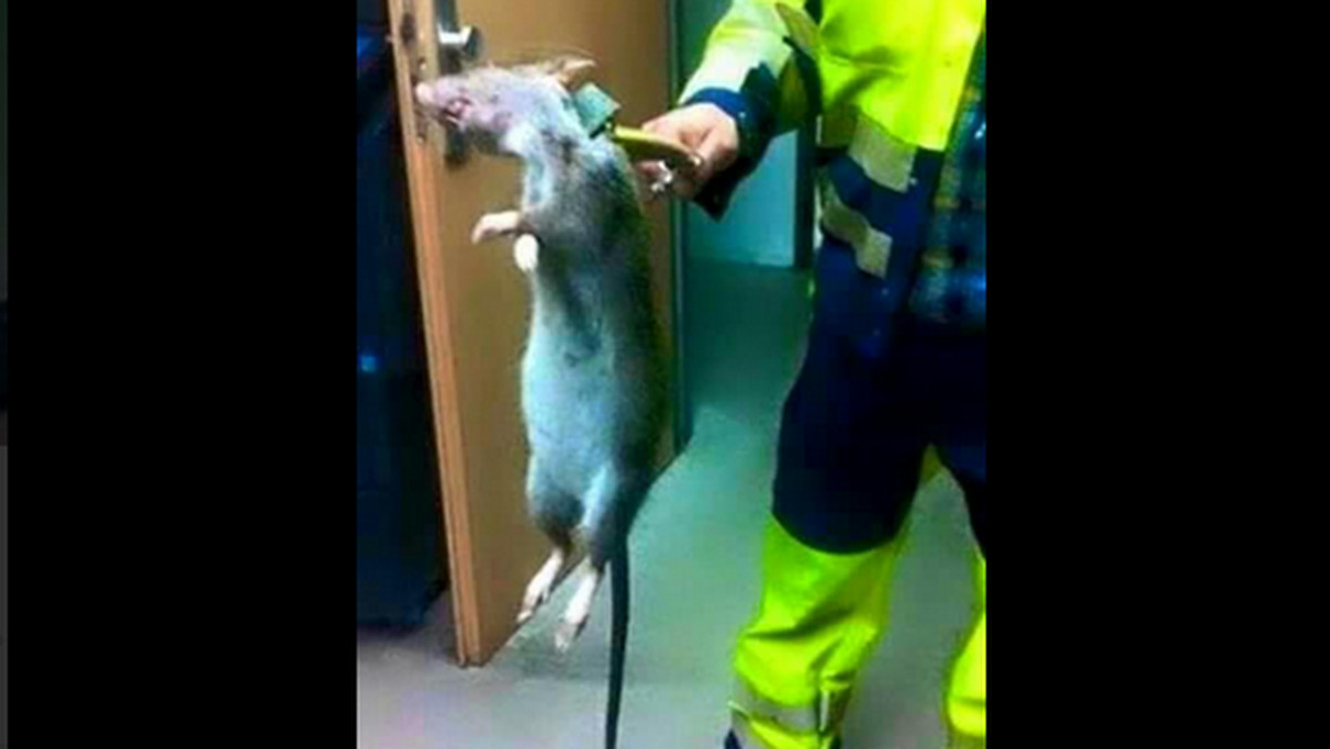 Zdjęcie gigantycznego szczura, znalezionego w porcie w Grimsby, szybko obiegło portale społecznościowe. Okazuje się, że był to zaplanowany wcześniej żart - informuje serwis Quirker.