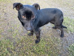 Nowy program 2025 - 700 Plus na psa i kota. Właściciele dostaną pieniądze na czworonogi! Jakie warunki? Od kiedy? Kto może starać się o dofinansowanie?