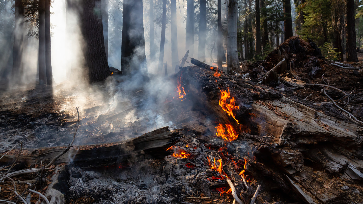 NIK: polskie lasy zagrożone pożarami