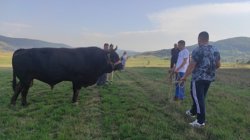 Bik Mrki na Kočićevom zboru