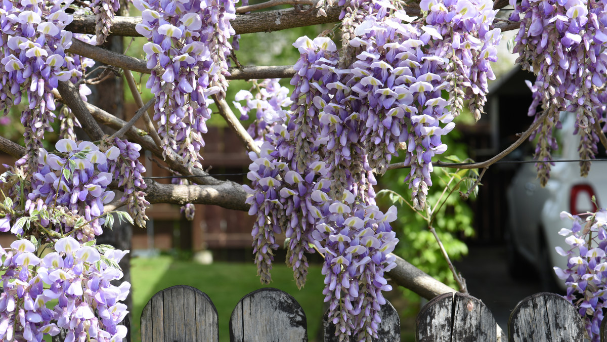 Wisteria, zwana też słodlinem lub glicynią, jest jednym z najpiękniejszych i najbujniej kwitnących pnączy, dających sobie nadać – dzięki odpowiedniej pielęgnacji i cięciu – formę krzewu czy nawet drzewa, które cechuje się zdrewniałymi łodygami i silnym wzrostem. Roczny przyrost tej rośliny szacuje się na 1–3 m. Kwiatostany przybierają postać zwisających gron.