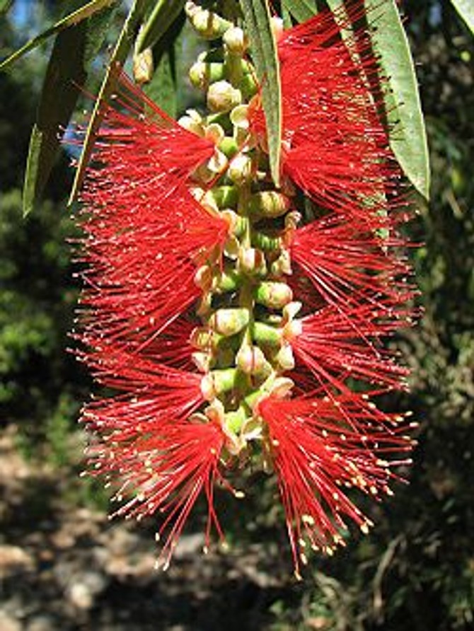Kalistemon