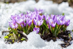 kiedy skończą się mrozy w polsce 2026? kiedy ocieplenie? pogoda długoterminowa imgw prognoza pogody