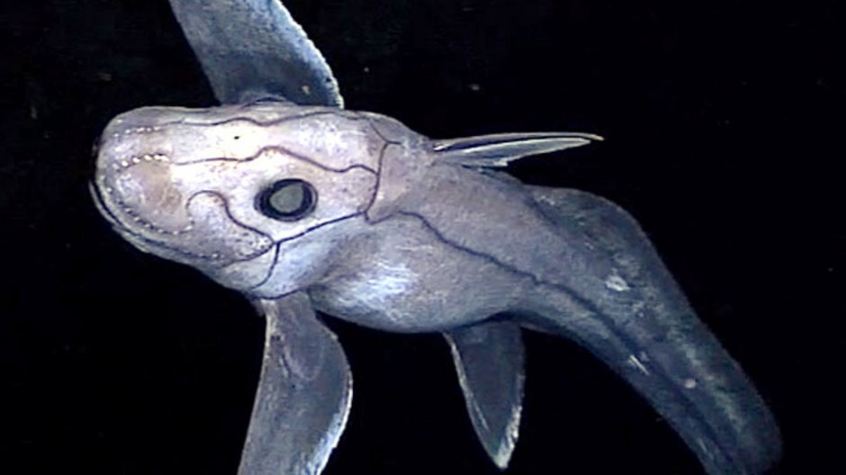 Chimaera supapae