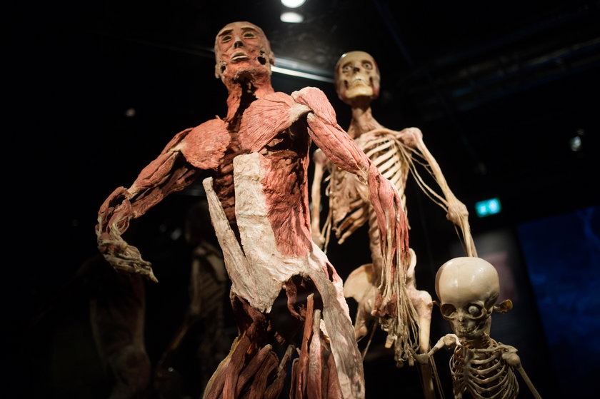 Wystawa Body Worlds Vital w Katowicach