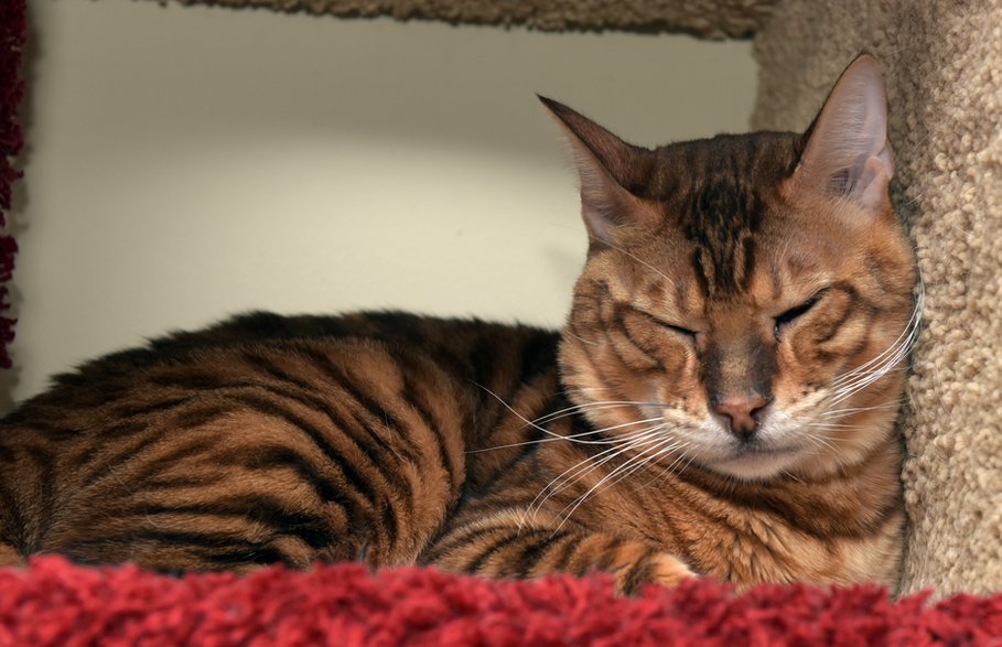 Toyger - Adobe Stock - Evdoha