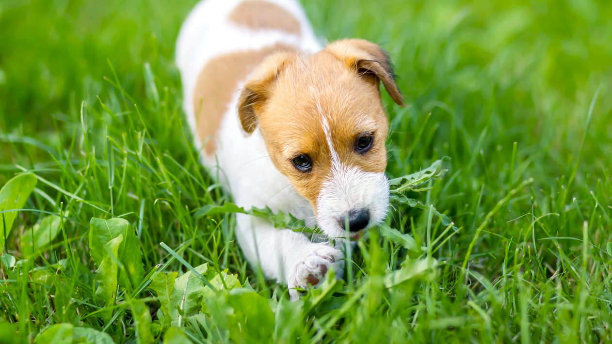 Tráva predstavuje pre psy bežný doplnok stravy i spôsob hry.