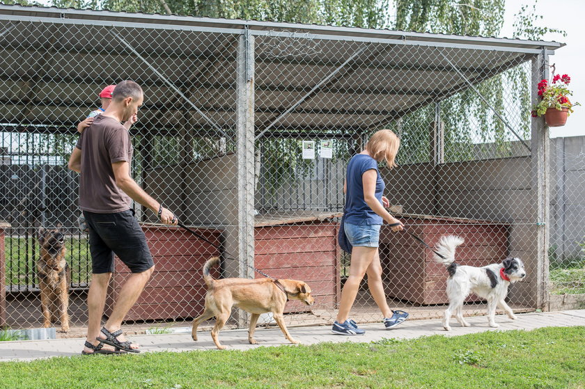 Psy z Gaju tropiły pokemony