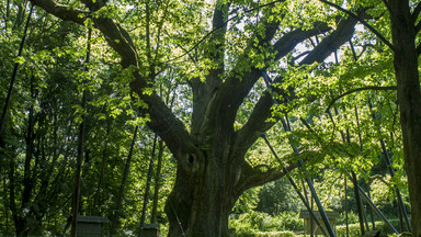 Rozmnożą pomnik przyrody? Najokazalsze drzewo w Polsce będzie miało potomków