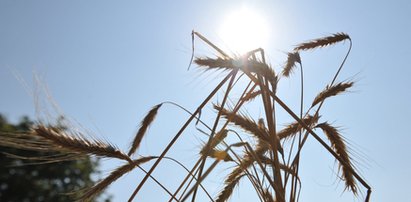 Rolnicy nie ubezpieczają się od skutków suszy. Rząd im pomoże?