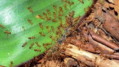 Plaga "żółtych szalonych mrówek" w Australii. Atakują chmarami, plują kwasem i zabijają zwierzęta