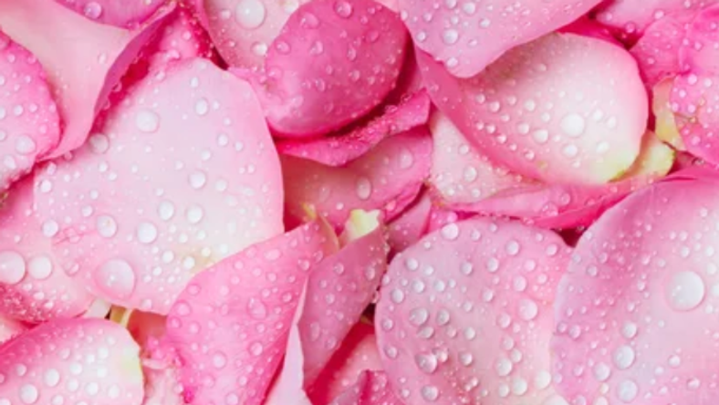 Discover the 5 beauty benefits of rose water today