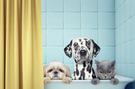 two dogs and cat in the bath